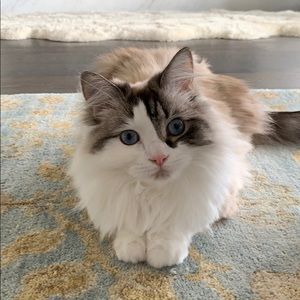 Meet your Posher, Hazel